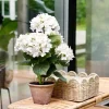 CASA Living Kurv B 24 x L 34 cm - Papirgarn/jern - Natur/lysegrøn