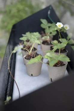 Eva Solo Simply Grow Spire Plantekasse B 80 x L 33 x H 63 cm - Aluminium/Hærdet glas