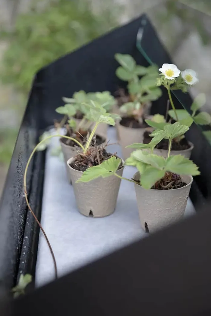 Eva Solo Simply Grow Spire Plantekasse B 80 x L 33 x H 63 cm - Aluminium/Hærdet glas