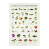 Poster&Frame plakat - Alverdens grøntsager B 50 x L 70 cm - Papir