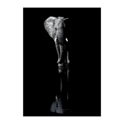 Poster&Frame Plakat - Elephant B 50 x L 70 cm- Papir - Sort