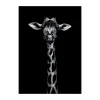 Poster&Frame Plakat - Giraffe Portrait B 50 x L 70 cm- Papir - Sort