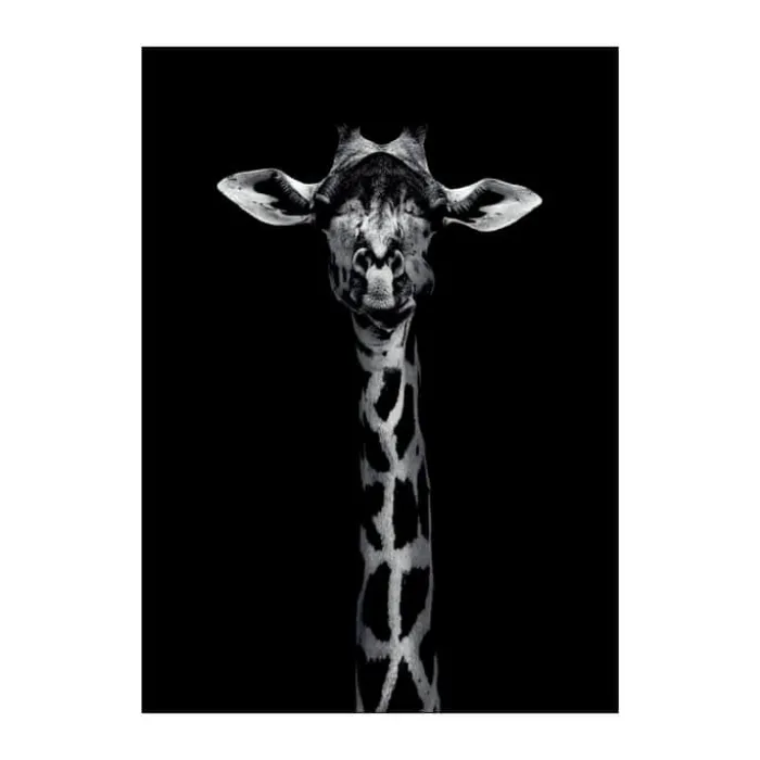 Poster&Frame Plakat - Giraffe Portrait B 50 x L 70 cm- Papir - Sort